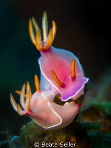 A pair of Buloki by Beate Seiler 